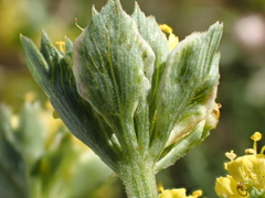 Lomatium caruifolium caruifolium