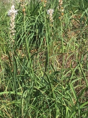 Asphodelus albus