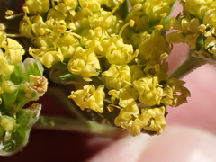 Lomatium caruifolium caruifolium