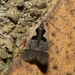 Hairy Dichomeris Moth - Photo (c) b_coulter, some rights reserved (CC BY-NC), uploaded by b_coulter