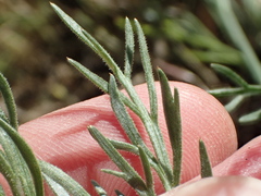 Lomatium caruifolium caruifolium
