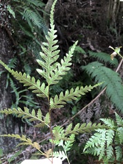 Pteris macilenta