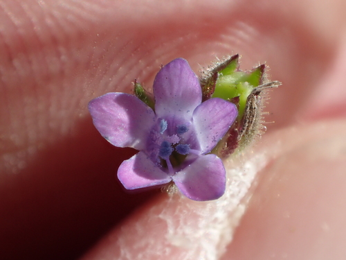 Image of Gilia clivorum by no rights reserved