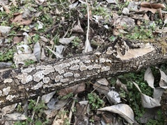 Perenniporia tenuis