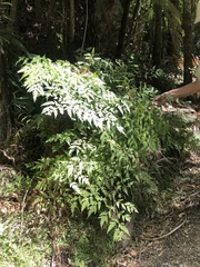 Pteris macilenta