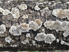 Perenniporia tenuis
