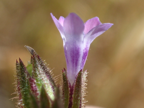 Image of Gilia clivorum by no rights reserved