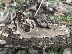 Perenniporia tenuis