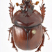 Bolbaffer - Photo (c) Natural History Museum:  Coleoptera Section, some rights reserved (CC BY)