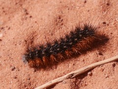 Apantesis incorrupta