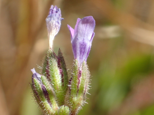 Image of Gilia clivorum by no rights reserved