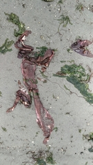 Chondracanthus