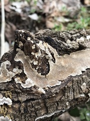 Perenniporia tenuis