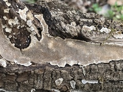 Perenniporia tenuis