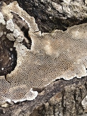Perenniporia tenuis