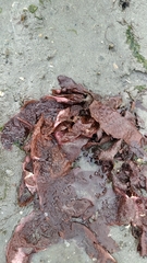 Chondracanthus