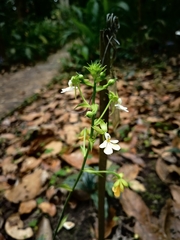 Calanthe argenteostriata