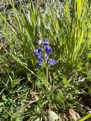 Lupinus affinis