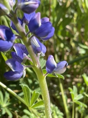 Lupinus affinis