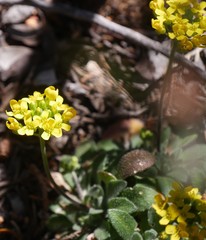 Draba asprella