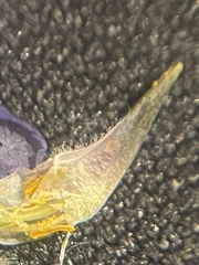 Lupinus affinis