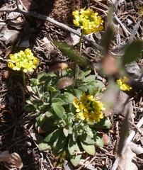 Draba asprella