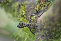Anolis christophei