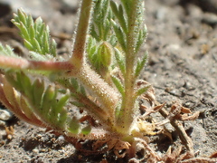 Gilia clivorum