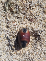Mucuna sloanei