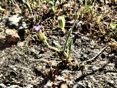 Gilia clivorum