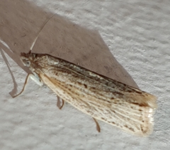 Eucosma lapidana