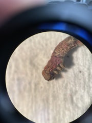 Thallophaga hyperborea