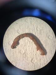 Thallophaga hyperborea