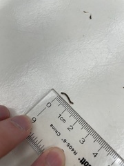 Thallophaga hyperborea