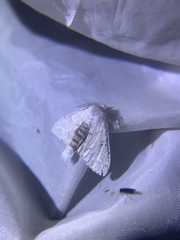 Cnethodonta grisescens