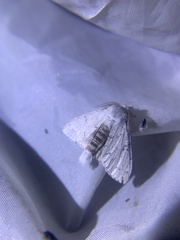 Cnethodonta grisescens