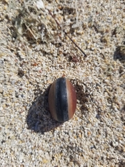 Mucuna sloanei