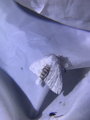 Cnethodonta grisescens