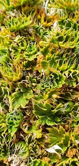 Anisotome imbricata prostrata