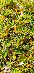 Anisotome imbricata prostrata