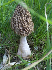 Morchella americana