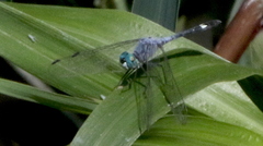 Micrathyria aequalis