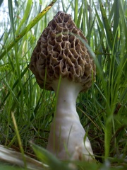 Morchella americana