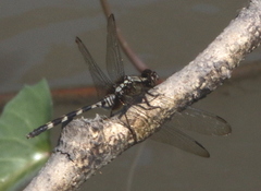Erythemis plebeja