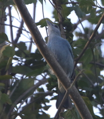 Thraupis glaucocolpa