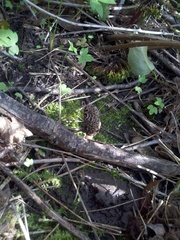 Morchella americana