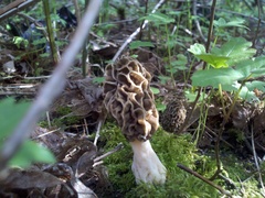 Morchella americana