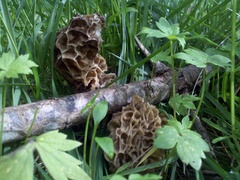 Morchella americana