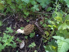 Morchella americana
