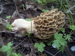 Morchella americana